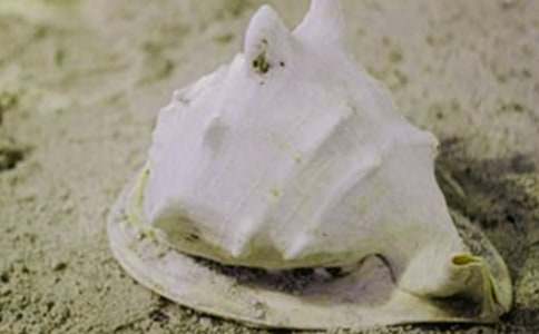 初中七上《短文两篇:蝉 贝壳》基础训练题及答案