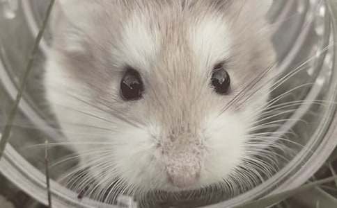 ���꼶��д�������ģ��ɰ���С����