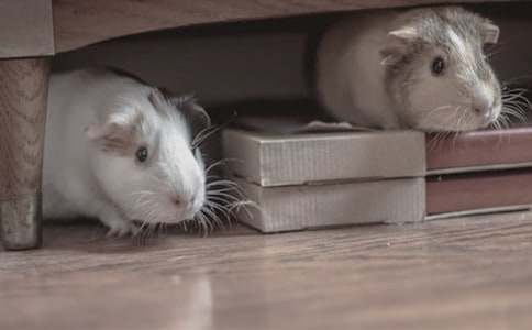 可爱的小仓鼠一年级作文300字