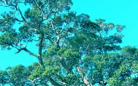 仰望大树中学生作文800字【选登】