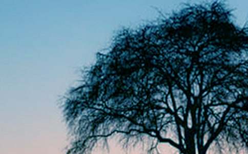 仰望大树作文【精选8篇】