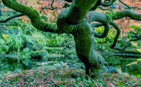 ������������600�ֽ�������ɢ��