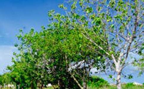 300字关于风景的作文