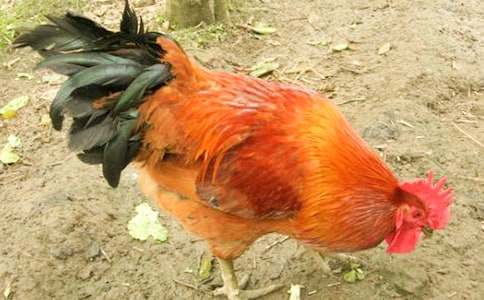 2017喜迎鸡年儿童撕纸制作:大公鸡