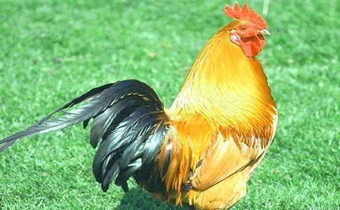 ���꼶�����ģ��Ҹ�����ϴ����