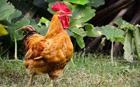 《小公鸡和小鸭子》优质课教学设计