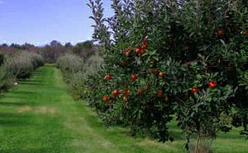 四年级作文:乡村的美丽果园