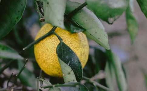 ���꼶�²ᡶ24.��԰�����ˡ�����