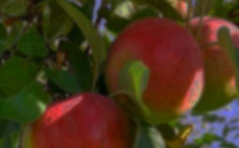 ���꼶�������ģ������Ĺ�԰