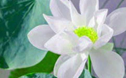 关于荷花的手抄报资料