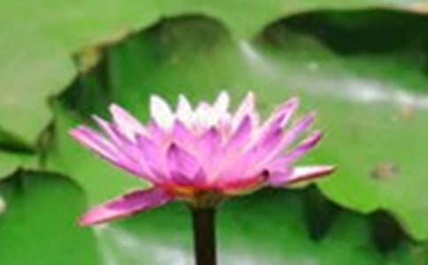 初一描写荷花的作文600字范文