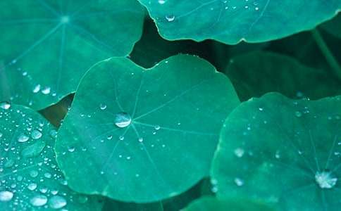 �������ɴ��ĺ�Ҷ���̰����