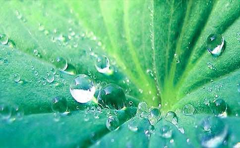 ��д���պ�Ҷ�ľ��ʺþ�