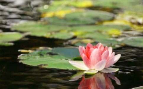 �����ҿ�����ƽ����800��