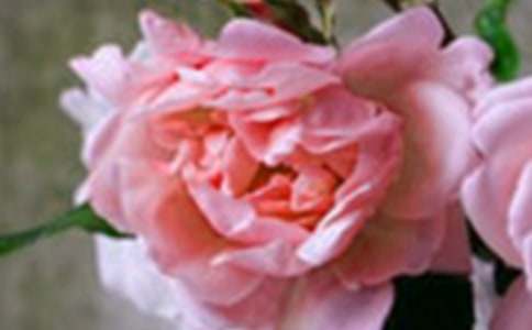 开在记忆深处的花朵初中优秀作文