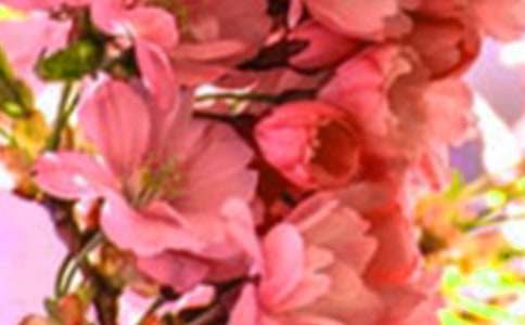 ���������Ļ��䡷�̰������̰����꼶�²ᣩ