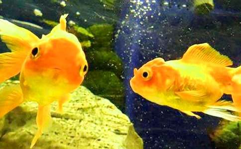 С�������꼶���ķ���