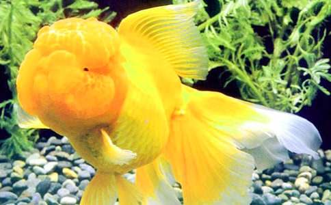 һ�꼶�ϲᡶ��ɫ�Ľ��㡷��ѧ��˼