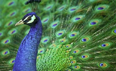 �ֳ���������ͼ��ƣ���ȸ��ʻ�����