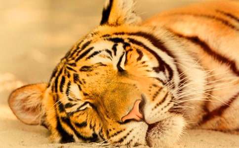 ��־���£�һֻ�������ϻ�