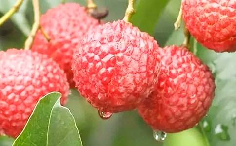 ���꼶�ϣ�����֦���̰�����뷴˼