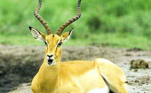 《羚羊木雕》阅读题及答案