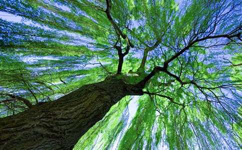 小柳树和小枣树精品教学设计