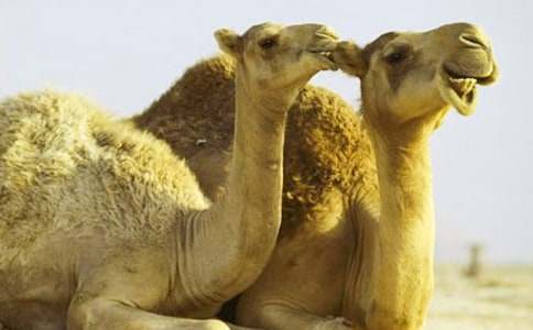 人教版三年级上册16《找骆驼》教学设计与反思