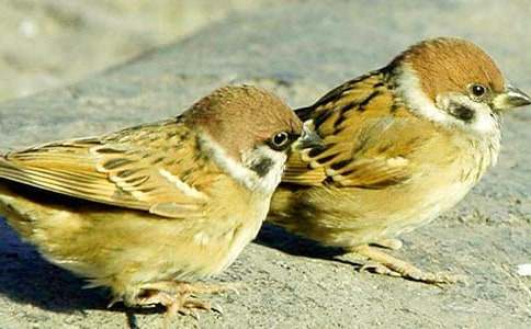 �˽��¿α꡶��ȸ��˵�����