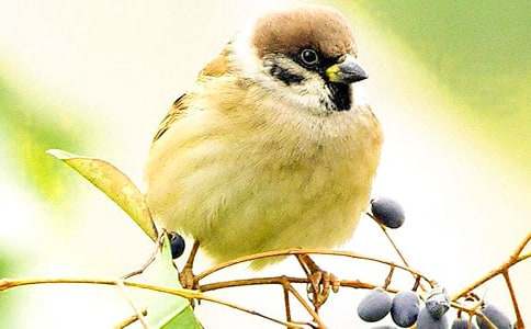长春版二年级下册《与众不同的麻雀》教学设计