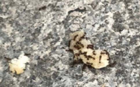 有关蚂蚁的启示作文600字范文