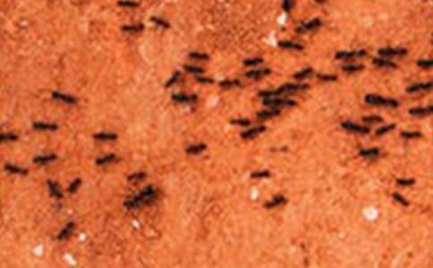 小学三年级作文《蚂蚁破案》