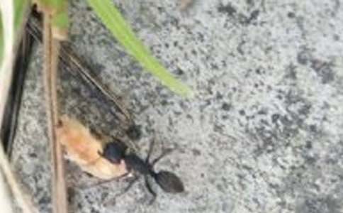 五年级优秀作文《蚂蚁强强》