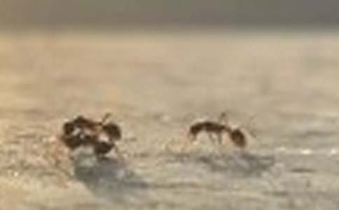 长春版二年级下册《书里的蚂蚁》教案