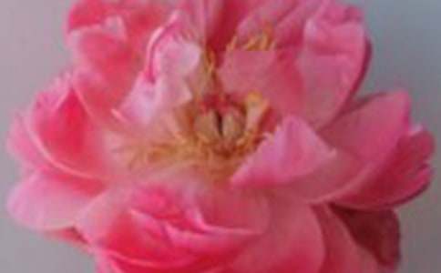 ���꼶�²ᡶ4.С¹��õ�廨������