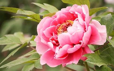 描写牡丹花的诗歌精选