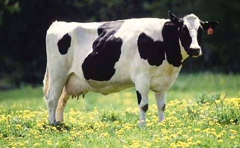 2015��ţ��ֳҵ���б��淶��