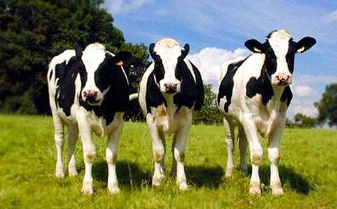 《安恩和奶牛》优秀教案