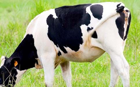 手抄报可爱插图:卡通奶牛简笔画