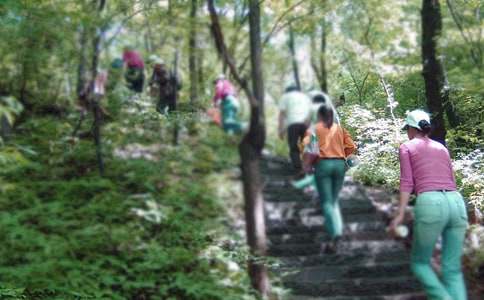 《那片绿绿的爬山虎》课后练习题