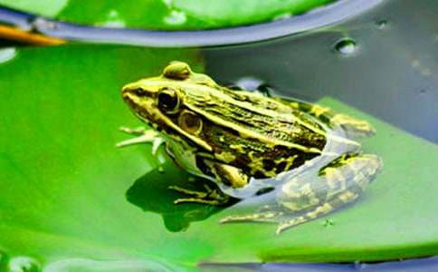 人生励志:所有努力的青蛙,终将化为王子