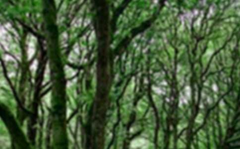 畅想森林城市宣传黑板报资料