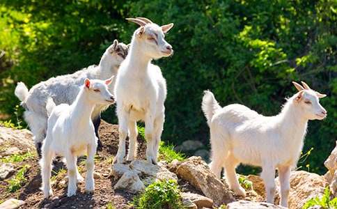 人教版一年级上册《小山羊》教学案例与反思