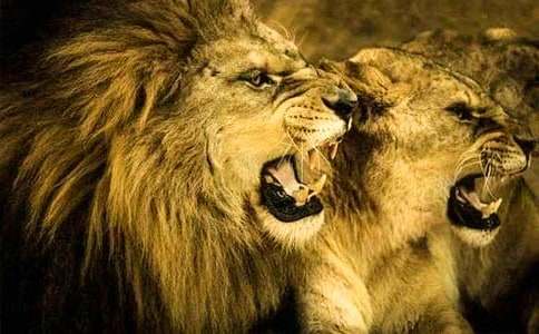 《卢沟桥的狮子》说课设计