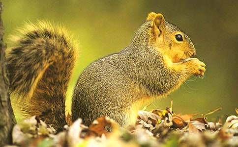 《小松鼠找花生果》优质教案