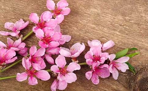 《三月桃花水》教案( 北师大版三年级下册)