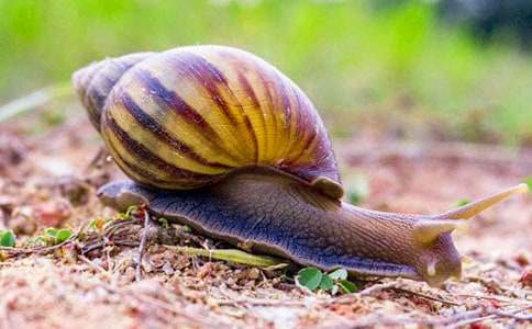 《小蜗牛》教学案例与反思