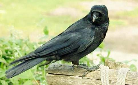 һ�ϣ�����ѻ��ˮ����ѧʵ¼