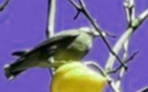 ���꼶�ϲᡶС���ǣţ������ѧʵ¼������