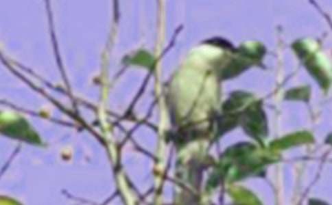 ��С��������ģ���ѡ30ƪ��